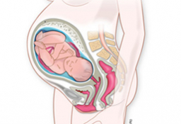 Forma semana se a un semana como bebe